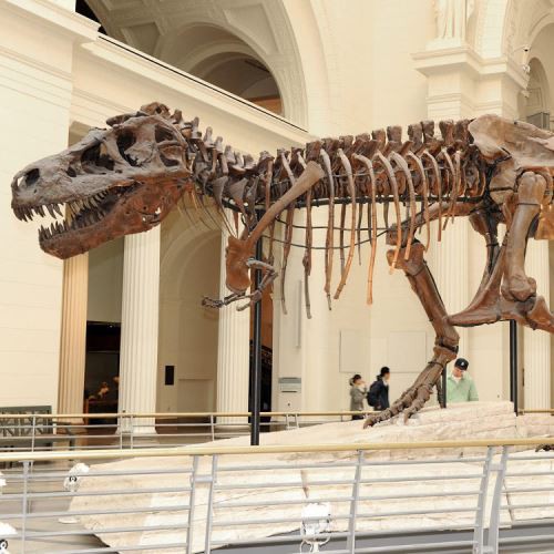 Hochwertiges Anziehungskraft-Dinosaurierskelett